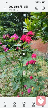 人就向清水，遇到寒冷，就成雪结冰，我们用鲜花融化冰雪，找回自己，重新成为清水。配图
