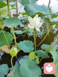 人就向清水，遇到寒冷，就成雪结冰，我们用鲜花融化冰雪，找回自己，重新成为清水。配图