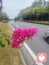 🌸🌸