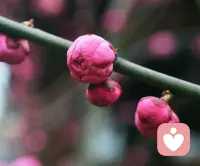 心情就像花儿一样。