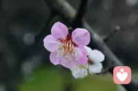 今天看到这段话，分享给朋友们:👇
无论别人怎么对你，你都要善待自己。顶天立地做人，光明磊落做事，无愧于心。在自己的世界里独善其身，在别人的世界里顺其自然。世事多变，有人冷眼相看，有人背后非议，但这些都不该动摇你内心的坚定。 人生的意义，就是独自穿越悲喜，见天地，见众生，见自己。心若不在，何必强求；人若不爱，何必强留。有些事不需要答案，态度就是答案。永远不要高估你在别人心中的位置，你不必活在别人的眼光里，自己看重自己，就足够了。