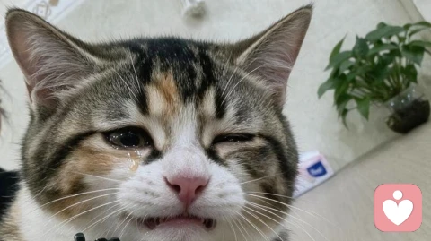 猫猫真的可以治愈人的心理吗