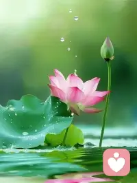 予独爱莲之出淤泥而不染，濯清涟而不妖。
---------------------------------
心似清莲，澄澈自持，正见正念正守护～