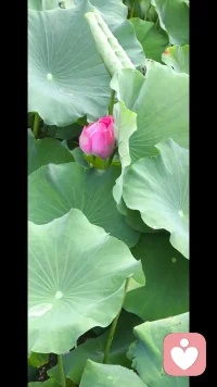 今晚路过荷塘，微风拂过，清香淡淡。
想起咨询中常说的话：“不需要社会给你定时间表。”
你可以11点吃早餐，也可以凌晨1点睡觉；你可以慢慢走，也可以偶尔停下来。
这世界上没有标准的人生模板，只有最适合你的生活方式。

就像这荷花，出淤泥而不染，并非因为它拒绝了泥土，而是它学会了在浑浊中保持内心的清澈与挺拔。
不必苛责自己此刻的疲惫或迷茫，照顾好你的身体，就是照顾好你的灵魂。
卸下白日的伪装与重担，像孩子一样，允许自己慵懒，允许自己松弛。