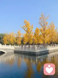 我们终其一生，都在寻找属于自己的根。
像眼前这排大树，深深扎根大地，才能从容迎接秋风吹落万千金黄。
女人的底气，从来不是依附谁，而是内心有根，灵魂有归处。
