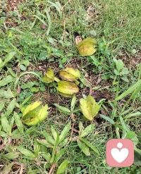 秋分，时光静谧，季节对半，一半诗意，一半宁静，但愿你安。