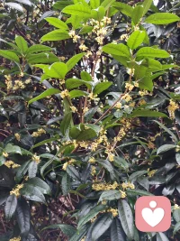 下班路边的桂花香让我停下了脚步，不为某人某事奔赴，为自己的身心留白，闻着纯粹的花香，这才是自在从容的自己。