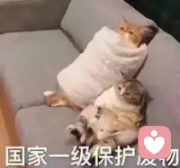 今天突然天降大雨🌧️
听我的，一定要毫不犹豫地冲进去🏃🏻‍♀️🏃🏻‍♀️！
因为
这样就可以变成下面这个表情包🤣😂
收获两个窝在沙发上被温暖小被子裹起来的国家一级保护废物~🥶🥶