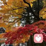 青音的头像