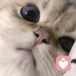 邪恶银渐层的头像