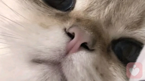 邪恶银渐层