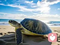 清藤壶
 
浅滩的柔光漫过龟甲，层层叠叠的藤壶嵌满纹路，灰白坚硬，死死攀附在海龟背上。起初只是零星几点细碎附着，像心底悄然滋生的细碎杂念，起初微痒，不足以撼动前行，便被轻易忽略；待到经年累月繁衍丛生，整副背甲都覆上沉重桎梏，每一次划水都要拖着千斤负累，海水拖慢它的轨迹，风浪困住它的归途，明明身在辽阔蓝海，却寸步难行，恰如人被执念、焦虑、旁人的评判层层裹挟，终日内耗，明明未曾负重奔波，心底却长久疲惫不堪。
 
人手执薄铲，轻抵壳缝，一点点撬落顽固的藤壶。剥离的瞬间总有细碎刺痛，海龟微微缩起四肢，却安静伏在浅水里，不曾挣扎躲闪。这阵痛对应心理疗愈的必经之路：直面陈年伤痛、剖开不肯放下的心结，必然伴随酸涩与煎熬，逃避只会让寄生的枷锁越缠越紧，唯有主动拆解，才能破开困住自我的外壳。一块块灰白硬壳脱落，露出底下温润光洁的龟甲，淤积多年的沉疴尽数散去，那些依附而生、不断消耗自我的攀比、遗憾、敏感与自我怀疑，如同藤壶般被逐一剥离。
 
清理完毕的海龟缓缓沉入海面，四肢舒展，轻快穿梭于浪涛之间，风与水流不再是阻碍，反倒托举它奔赴远洋。心理层面亦是如此，清理内心的藤壶从不是抛弃过往，而是剔除无意义的精神负赘，卸下不属于自己的情绪枷锁。人这一生，总要适时停下漂泊，给自己一场温柔的清理，放过纠缠已久的执念，剥离不断消耗自己的牵绊，待心上再无寄生沉疴，方能卸下沉重，自在奔赴属于自己的万顷深海。