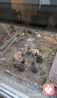 抖音上刷的的视频，小猫也要上班，上班族奥利给！