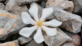 黄芪