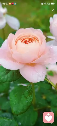 一段关系出问题，没有绝对的罪人，却一定有受伤的人，放过自己，远比纠缠更重要。允许自己难过，在难过里走出来！