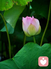 你说什么样的人不能原谅？
就是在自己制造的问题里装受害者的人。这样的人，永远在哭，在哭穷，哭惨，哭不得已。他觉得全世界的人都欠他的，但是他从来不会改，因为总有心软的人相信他的眼泪。
你说这样的人还有救吗？我不知道，但是你不能救他，因为他们不需要解决问题的人，他们需要替他承担后果的人。你一旦心软，马上他就给你拖到坑里，然后他站在坑边哭，边对别人说：是你推的他。你说遇到这样的人怎么办？保护好自己，没有锋芒的善良会招灾，没有智慧的慈悲是软弱。尊重他人命运，也许他会有更好的结局。