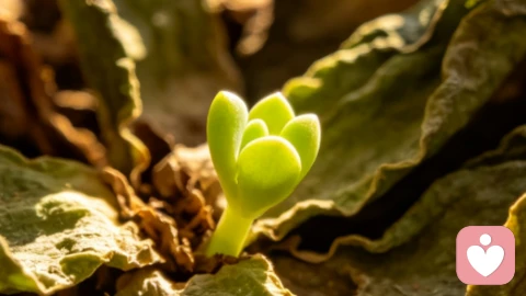房间里的灰雾与新芽