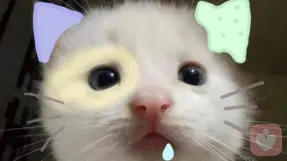 雨中树懒🐬