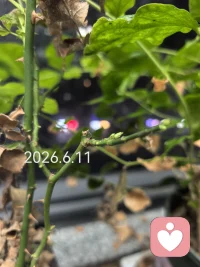 之前我以为她要挂了，但凡我勤快点，也就没有她如今的枝繁叶茂、含苞待放了。也许当时我的无心打理是冥冥中的安排，给了她足够的时间在混沌状态里积攒力量，等待重生。说来也有趣，11号晚上我惊喜地发现她竟然长出新芽，就打算写上一写，表达对生命的敬意。结果编辑好的文字不知怎的就搞不见了，我也就没有勉强。时至今日，此刻的我再想起这株果汁阳台，我感叹的不是命运的安排，是敬畏她无声的力量。她通透，她沉稳，不急不躁，像是她知道熬过了混沌才能拨云见日，积蓄了力量才能更好地前行。敬生命，敬我的果汁阳台！