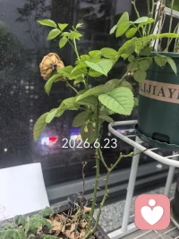 之前我以为她要挂了，但凡我勤快点，也就没有她如今的枝繁叶茂、含苞待放了。也许当时我的无心打理是冥冥中的安排，给了她足够的时间在混沌状态里积攒力量，等待重生。说来也有趣，11号晚上我惊喜地发现她竟然长出新芽，就打算写上一写，表达对生命的敬意。结果编辑好的文字不知怎的就搞不见了，我也就没有勉强。时至今日，此刻的我再想起这株果汁阳台，我感叹的不是命运的安排，是敬畏她无声的力量。她通透，她沉稳，不急不躁，像是她知道熬过了混沌才能拨云见日，积蓄了力量才能更好地前行。敬生命，敬我的果汁阳台！