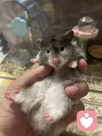 治愈一切的烦恼