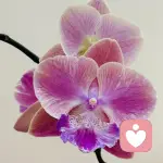 云间蜗牛🎐的头像