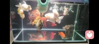 看看小鱼🐟游来游去的，内心会非常平静。