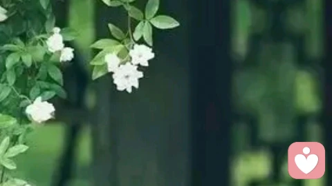 莫听穿林打叶声
