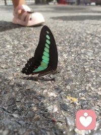 生活就是要学会发现美好，哪怕是一只小小的蝴蝶，也能让心情愉悦起来