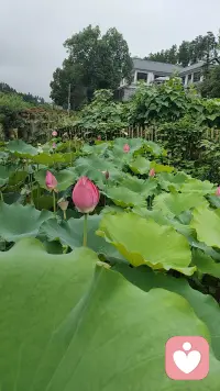君子色而不淫．发乎情，止手礼．风流而不下流．多情而不滥情．君子当守正念．宜养浩然之气，守身克己，立于不败．心清如镜．方为丈夫。
女子当如兰．清而不骄，柔而不弱．情动于中而形于仪．爱有所止而意无穷．风姿绰约而不失分寸，慧心多情而不越边界。守正念以养蕙质，克己身以立芳华，心若明镜照世情．身似青竹立天地，方为真女子堪配好儿郎．