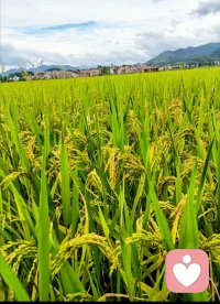 春得一梨雨，秋收万担粮。
春种一粒栗，秋收万颗子。
四海无闲田，农夫犹饿死