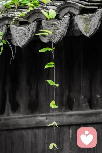 内在心安，外在才能风调雨顺。
内在心安，外在才能春暖花开。
愿每一个生命都得以圆满。