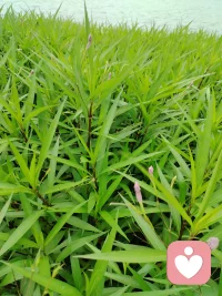 荣格深入钻研过东西方宗教、佛学、禅宗与道家，他的心理学和佛道修行本质是一条路，只是用词、框架局限在心理学范畴里。
 
单看荣格这套理论，道理听着浅显，可世上绝大多数人根本践行不了。
这不是能不能看懂理论的问题，关键是生命回归本源，放下向外攀缘，向内沉心扎根，这才是真正的修行与心智成长。
