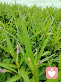 ​用荣格心理学的说法：
男性内心潜藏的女性原型是阿尼玛，女性内心潜藏的男性原型是阿尼姆斯。人们所谓的爱情，本质是将内在这股异性能量向外投射到他人身上，由此产生迷恋与执着。

​也就是说，一个男人或女人的灵魂本是残缺的，总渴望圆满，这便是异性相吸的根源。收回向外的投射，将内在阴阳原型整合归一，这与修行中破除二元、回归自性的路径本质一致，只不过荣格是用心理学语言来表达的。