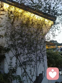 NPD，是整条巨婴谱系最极端、心性伤害力最强的最终形态。

集齐巨婴、空心人、黑洞人格全部底层特质：混沌无明、无独立人格、极致自我中心、黑洞式掠夺吸食。

临床心理学普遍称其为人格层面的不治之症，多由早年创伤催生，人格模式固化，常规疏导很难改变。

仅有趋利避害的动物本能与粗浅狡黠，无深层智慧，成年后多了份动物般的小聪明与狡黠，一心索取情绪与物质。

天生缺失共情，无视他人感受，他人只是满足自身需求的工具。外表冷漠看似高深，剥开内里只剩私欲驱动。

世俗层面属于极难修复的人格障碍；出世间法层面，属于心性幽暗、层级低下的黑暗生命。相较于无自觉的普通巨婴，它持续向外消耗他人，伤害性最强。配图