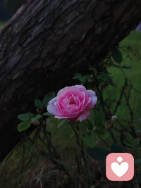 边界，是关系里最深的慈悲

守住边界，就不会评判。

也不会期待别人成为你想要的样子

…………