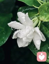 止语是起步
止念是功成
觉者即圆融
存在即表法
