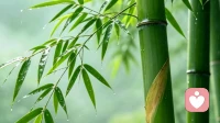 所谓无情可破全局，不是生性薄凉，而是放下对外的执念期待。向外求处处是枷锁，向内守方能解万般困局。