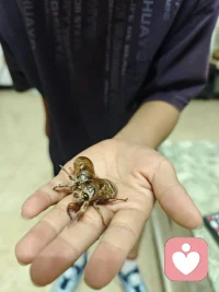 昨夜公园偶遇两只金蝉，放进花盆静待蜕变。一只顺利破壳展翅，一只挣脱外壳却没能飞向天空。就像我们人生一样，大家都在相同的起点奋力成长，有人顺势乘风而起，有人拼尽全力，依旧会遇到暂时的困顿。不必焦虑快慢，每一次挣扎破壳，都已是属于自己的勇敢。
