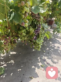 果实太重压弯藤，心事太多压垮人，适时减负，方能安稳收获美好。