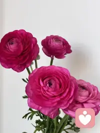 玫红色的洋牡丹层层舒服展，绸缎般的花瓣裏住细碎的温柔。不必追赶热烈，安静盛放，自有属于自己的明艳。