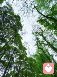 觉醒重塑｜去能让你变强的地方

很长一段时间，我陷入了一种“低能量”的恶性循环。不想动、不想说话、不愿见人，被无形的焦虑和内耗裹挟。我误以为这是情绪问题，后来才醒悟，其实是能量系统发出的警报

“人是环境的产物”。这里的“环境”，不仅仅指物理空间，更是一个看不见的能量场。在低能量的场域里，人会越来越萎靡；而在高能量的场域中，身心会被自动净化，卸下疲惫，重获笃定

那么，如何利用“环境”来为自己赋能？
🌳一、链接自然的“高维能量”
大自然是最高级、最慷慨的能量源
山川草木，都是最好的心理医生。

每周至少一次逛公园20分钟或去就近郊徒步。脱下鞋，踩在草地上；伸出手，触摸树干的纹理。这种与大地的连接，能最快地稳定我们的情绪，让我们从焦虑中抽离，回归到平静

📚二、浸泡在人文的“静气能量”
图书馆、博物馆、美术馆、书店，这些地方凝聚了人类文明的精华，自带一种沉静、专注的气场

不必带着“学习任务”去，只是去“感受”。在博物馆的展品前驻足，在书店的角落里翻阅。这种厚重的氛围会无声地包裹你，让你意识到自己的烦恼在时间的长河中何其渺小，从而获得一种释然

👭三、靠近“高能人群”
一个人容易胡思乱想，一群人能互相照亮。在我最低落时，有幸加入了一个高能量的女性社群。这里不谈论琐事，只关注成长。我被推着读完了第一本书，开始了写作和摄影。环境的力量推着我，完成了从“颓废”到“行动”的关键一跃

主动筛选你的社交圈。靠近那些让你感到平静、有力量、想变得更好的人，远离那些充满抱怨和负能量的人

写在最后
分享一句很喜欢的话“每个人都是独一无二的。请相信，此刻的你，正在被他人羡慕。做自己的支持者，无需完美，只需完整”

人生是多维的，别让一时的低谷，遮盖了你全部的风景。去高能量的地方，见高能量的人，做高能量的自己。当你开始滋养自己，整个世界都会来帮助你。