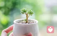 人心最难战胜的是自己，所以自律、自省、重塑自我、近乎神迹，人最容易犯的愚痴是妄图掌控他人，执着改造别人，是最消耗又毫无结果的执念。人生最高级活法，严于律己，宽于容人，自修其身，随缘影响。