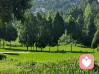 风过林间，草木无言，便是最好的治愈