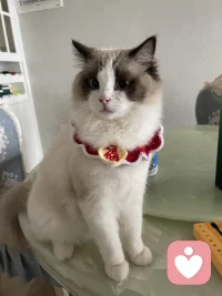世界太嘈杂，总需要一处安静的角落，容纳所有欲言又止。
我愿意做你的专属树洞，耐心倾听，保守秘密。
允许崩溃，允许懊悔，允许和不完美的自己和解。
长夜漫漫，如果你心事重重，我一直都在。