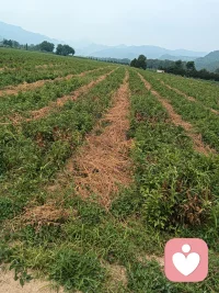 卜算子·自嘲（《天道》丁元英） 
 
本是后山人，偶做前堂客。
醉舞经阁半卷书，坐井说天阔。
 
大志戏功名，海斗量福祸。
论到囊中羞涩时，怒指乾坤错。

 
本是山野平凡之人，偶然登上大雅厅堂；
仗着读过一点书本皮毛，就坐井观天高谈阔论。
 
胸怀大志看淡功名利禄，胸怀如海评判世间福祸；
可一旦兜里没钱处境窘迫，便指责世道苍天不公。
 
饭局上吟这首，表面是自嘲，实则点破很多