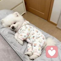 被恩喜治愈的第101次
 
活到这个年纪，看过人情冷暖，经历过生活的琐碎奔波，我从前从未想过，一只小小的狗狗，能一次次治愈我疲惫的生活，成为我平淡日子里最温暖的光。
 
人与人之间的感情，总是太过复杂委婉，藏着太多曲折与试探。人心难测，相处之间少不了猜忌、揣摩和权衡，很多心意藏在话里、藏在心底，暧昧不清，让人反复内耗、身心俱疲。可小狗的爱，纯粹得不染一丝杂质，直白、热烈又坦荡，简简单单，干干净净。
 
自从家里有了恩喜，我好像卸下了成年人所有的伪装和疲惫。在它面前，我不用故作坚强，不用思虑周全，可以放下所有的压力和心事，活得松弛又纯粹。我可以毫无顾忌地表达偏爱，陪着它在地上肆意打滚嬉戏，一遍又一遍温柔地告诉它我很爱它。偶尔也会假装嗔怪，念叨它调皮捣蛋的小模样，可这只小家伙从来都心思纯粹、心胸宽厚，分得清我的温柔与宠溺，从不记仇，永远全心全意、毫无保留地爱着我、陪着我。
 
日常牵着恩喜出门散步，是我一天中最放松的时刻。原本平平无奇的路途，因为身边这只活泼的小狗，变得温柔又浪漫。我们一起看过漫天绚烂的晚霞，追过温柔落幕的落日，迎着晚风慢慢踱步；路过繁花盛开的行道树，走过静谧清幽的河堤公园，踏过无数条普通的小路。世间寻常的风景，因为有它的陪伴，多了数不尽的温柔与心动，一次次抚平我心底的焦躁与荒芜。
 
我始终觉得，小狗从来不是贬义词，小狗的爱，是世间最真诚、最热烈的偏爱。它最懂得感知情绪、接住温柔，更懂得倾尽所有回馈爱意。它摇尾巴的模样，从不需要道理铺垫，喜欢从来不假思索，陪伴从来不求回报。
 
我也一直在向我的小恩喜学习，学习它的勇敢纯粹、乐观自在。它热爱自然、热爱晚风、热爱兜风，喜欢肆意奔跑，喜欢简单的陪伴，永远活力满满、温柔治愈。每当我情绪低落、心事重重，它总会悄悄凑过来，用毛茸茸的脑袋蹭我，用湿漉漉的眼睛望着我，轻轻舔舐我的指尖，用它独有的方式安抚我的疲惫。
 
小狗没有珍贵的礼物赠予我，它一无所有，却把世间最纯粹、最百分百的真心，完完整整都给了我。它从不在意世俗的定义，只会大大方方、坦坦荡荡地爱人。它心性纯粹，不会因为我的小玩笑、小嗔怪耿耿于怀，哪怕被我无意打扰，也会乖乖起身，安安静静陪在我身边。
 
于我而言，恩喜是我贫瘠生活里开出的最美的玫瑰。原本枯燥荒芜的生活，因为这只小狗狗的到来，慢慢变成了温柔鲜活的绿洲。我慢慢变得温柔，慢慢学会治愈自己，慢慢活成了配图
