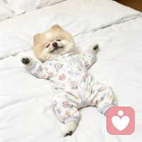 被恩喜治愈的第101次
 
活到这个年纪，看过人情冷暖，经历过生活的琐碎奔波，我从前从未想过，一只小小的狗狗，能一次次治愈我疲惫的生活，成为我平淡日子里最温暖的光。
 
人与人之间的感情，总是太过复杂委婉，藏着太多曲折与试探。人心难测，相处之间少不了猜忌、揣摩和权衡，很多心意藏在话里、藏在心底，暧昧不清，让人反复内耗、身心俱疲。可小狗的爱，纯粹得不染一丝杂质，直白、热烈又坦荡，简简单单，干干净净。
 
自从家里有了恩喜，我好像卸下了成年人所有的伪装和疲惫。在它面前，我不用故作坚强，不用思虑周全，可以放下所有的压力和心事，活得松弛又纯粹。我可以毫无顾忌地表达偏爱，陪着它在地上肆意打滚嬉戏，一遍又一遍温柔地告诉它我很爱它。偶尔也会假装嗔怪，念叨它调皮捣蛋的小模样，可这只小家伙从来都心思纯粹、心胸宽厚，分得清我的温柔与宠溺，从不记仇，永远全心全意、毫无保留地爱着我、陪着我。
 
日常牵着恩喜出门散步，是我一天中最放松的时刻。原本平平无奇的路途，因为身边这只活泼的小狗，变得温柔又浪漫。我们一起看过漫天绚烂的晚霞，追过温柔落幕的落日，迎着晚风慢慢踱步；路过繁花盛开的行道树，走过静谧清幽的河堤公园，踏过无数条普通的小路。世间寻常的风景，因为有它的陪伴，多了数不尽的温柔与心动，一次次抚平我心底的焦躁与荒芜。
 
我始终觉得，小狗从来不是贬义词，小狗的爱，是世间最真诚、最热烈的偏爱。它最懂得感知情绪、接住温柔，更懂得倾尽所有回馈爱意。它摇尾巴的模样，从不需要道理铺垫，喜欢从来不假思索，陪伴从来不求回报。
 
我也一直在向我的小恩喜学习，学习它的勇敢纯粹、乐观自在。它热爱自然、热爱晚风、热爱兜风，喜欢肆意奔跑，喜欢简单的陪伴，永远活力满满、温柔治愈。每当我情绪低落、心事重重，它总会悄悄凑过来，用毛茸茸的脑袋蹭我，用湿漉漉的眼睛望着我，轻轻舔舐我的指尖，用它独有的方式安抚我的疲惫。
 
小狗没有珍贵的礼物赠予我，它一无所有，却把世间最纯粹、最百分百的真心，完完整整都给了我。它从不在意世俗的定义，只会大大方方、坦坦荡荡地爱人。它心性纯粹，不会因为我的小玩笑、小嗔怪耿耿于怀，哪怕被我无意打扰，也会乖乖起身，安安静静陪在我身边。
 
于我而言，恩喜是我贫瘠生活里开出的最美的玫瑰。原本枯燥荒芜的生活，因为这只小狗狗的到来，慢慢变成了温柔鲜活的绿洲。我慢慢变得温柔，慢慢学会治愈自己，慢慢活成了配图