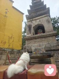 你要成为带自己走出轮回的那个人，绵绵用力，久久用功（上）
心如工画师，能画诸世间。从前不懂《地藏经》这句偈语的重量，直到我被困在抑郁编织的轮回牢笼里，日夜沉浮，才明白困住我的从来不是世事，而是心中层层执念造作的苦海。
那段深陷黑暗的岁月，便是我独自行走的无间小径。旧年的伤痕反复在脑海翻涌，未圆满的遗憾、旁人不解的委屈、自我苛责的内耗，像缠绕的藤蔓捆住心神。白日浑浑噩噩，夜晚辗转难眠，总陷在“过去不该如此”“未来一片荒芜”的循环里，一遍遍地拉扯自己，落入痛苦的轮回：前一秒勉强平复心绪，下一秒又被妄念拽回深渊，无数次生出挣脱不得的无力，甚至分不清当下与虚妄，只觉得这一生都困在自我折磨里，找不到出路。我曾寄望旁人救赎，盼有人能剖开我心底淤积的阴霾，拉我走出低谷。可后来渐渐懂得，众生各有业障，他人的宽慰只能抚平片刻情绪，没有人能真正替我斩断执念、消弭宿伤。地藏菩萨虽发大愿，分身六道拔济苦厄众生，却也说度化之根本，在于众生自心忏悔、自求解脱。菩萨是引路的明灯，可踏破迷雾、走出轮回的脚步，终究只能由自己迈开。机缘之下，我捧起《地藏菩萨本愿经》，起初读经杂念纷飞，字句入眼，万千痛苦思绪仍不断窜出，胸口长久郁结的闷堵未曾消散。可我没有半途放下，只是坚持每日静坐诵读，不求速效解脱，只愿借着经文梵音，慢慢安放躁动散乱的心。经文中说，一切众生未解脱者，性识无定，恶习结业，辗转六道不得出离。我忽然惊醒，我反复沉沦抑郁，何尝不是心念造就的小型轮回？执着过往，便是困在过去的循环；恐惧未来，便是困在虚妄的执念，一念缠缚，便一日不得自在。诵经的日子，是绵绵用力、久久用功的修行。我不再奢求一夜顿悟、即刻痊愈，只把读经、自省、忏悔当作每日必做的功课。