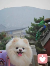 本自具足，莫向外求

捧诵《地藏菩萨本愿经》，常听闻一句要义：万境由心，业感如是。细细体味，恰与“本自具足，莫向外求”一语遥相呼应。世人常常向外寻觅安稳、期盼顺遂，将喜乐寄托于外界的结果、他人的成全，却不知万般境遇，根源皆在自心。

经中言，阎浮众生，举心动念，无非是罪。众生最大的迷障，便是向外攀缘。困于等待之时，焦虑前程，盼望别人的欣赏证明自身价值；身逢波折之际，心生怨叹，奢求外境立刻平顺无忧。我们总以为幸福、底气、圆满，需要向外求取，仿佛所求之物存于别处，若不得外缘，自身便是缺憾。殊不知自性之中，本自具足清净、坚韧与无穷力量，不必向外苦苦求索。

《地藏经》揭示，地狱种种酷刑，并非神明刻意施加，而是众生恶业感召显现，所谓“万死千生，业感如是”。苦境从来不是外界强加，而是心念映照出的幻象。同理，心中的惶恐、迷茫、患得患失，亦非境遇带来，是向外追逐、执着结果而生的烦恼。若一心向外求肯定、求圆满，外缘变幻不定，心便永远随之浮沉，难得片刻安宁。

但莫向外求，绝非消极懈怠、止步不前。地藏菩萨历劫修行，发愿地狱不空誓不成佛，依旧勤恳救度众生，从来不曾舍弃行持。这恰恰启示我们：耕耘之事仍当尽力，执着之心需要放下。勤学苦练、奔赴理想是分内之行，却不必将自我全部价值绑定最终的得失。我们踏实努力，是顺应本心，而非只为换取外界的认可；心怀祈愿，是涵养善念，而非逼迫世事依照期待上演。

经文中劝勉世人勤心莫退，莫退初心，这份不退转的心，便是向内扎根。向外追逐者，遇挫极易灰心；向内修行者，力量永不枯竭。外界的机遇、福分皆是外缘，而持久的定力、从容的心态、向善的本心，与生俱来，本自具足。

人生行路，如独行远途。不必终日张望远方的终点，不必渴求旁人给予慰藉与肯定。时时观照自心，修清净念，守坚定志，耕耘当下，放下攀缘。境随心转，福由心造。当不再向外苦苦索取，安住本心踏实前行，便会恍然醒悟：我们苦苦追寻的一切力量与圆满，从来不在身外，一直存于自性之中。